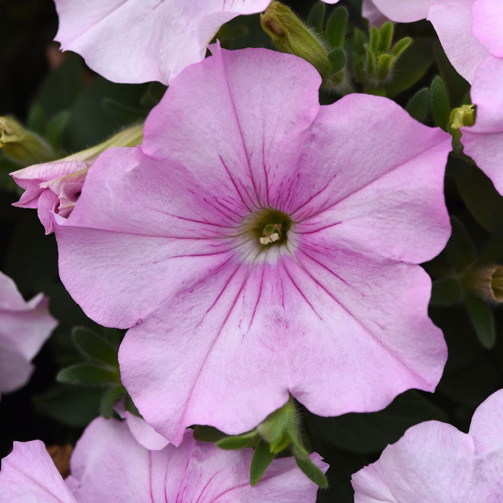 Petunia F1 Easy Wave Pink Pearl (semi)