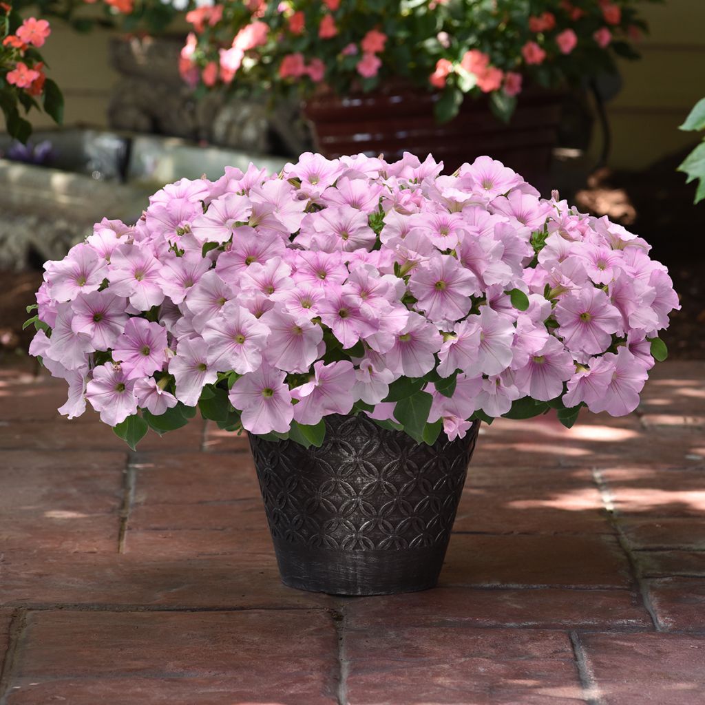 Petunia F1 Easy Wave Pink Pearl (semi)