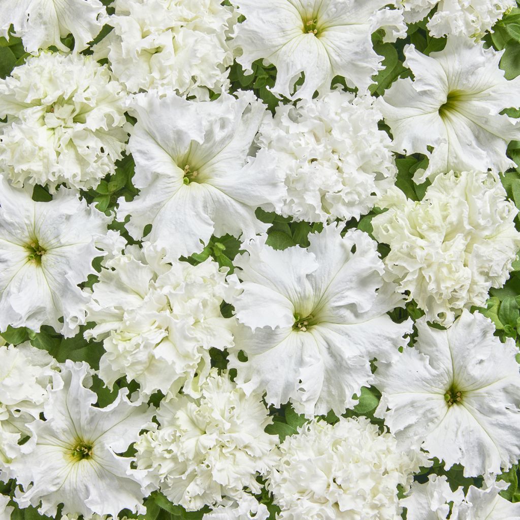 Petunia  fimbriata White Double (Semi rivestiti)