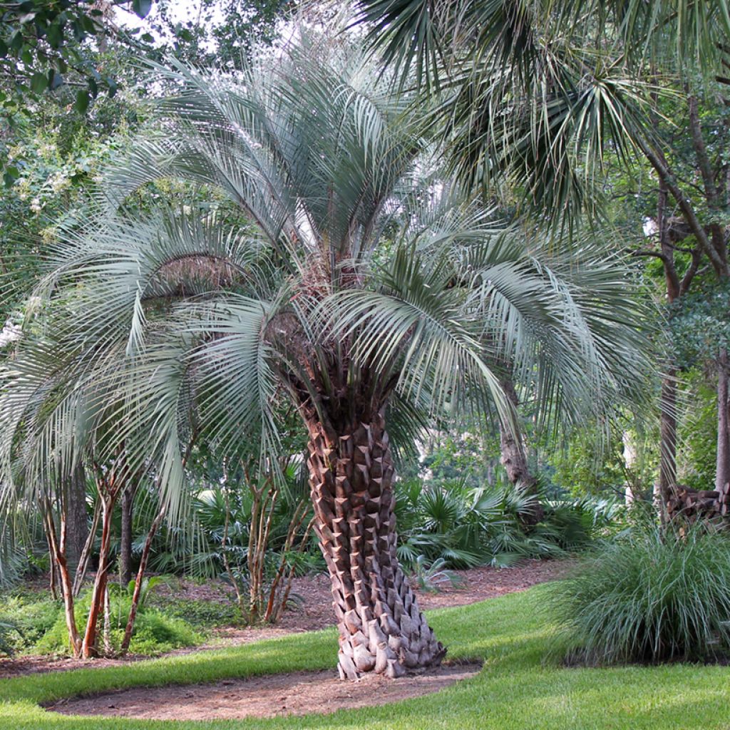 Butia capitata (semi)