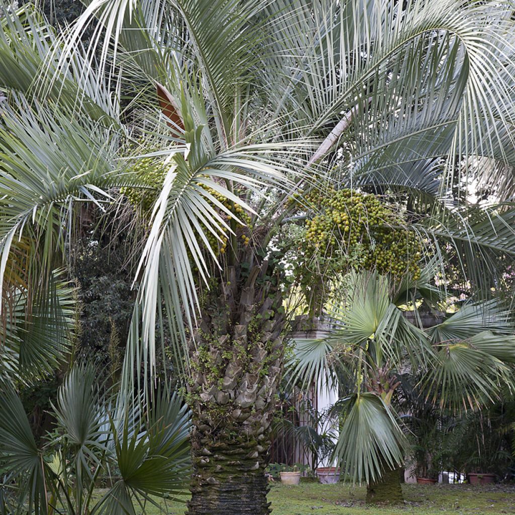 Butia capitata (semi)