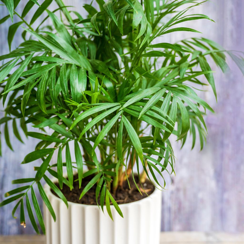 Chamaedorea elegans Collinea - Palma della fortuna (semi)
