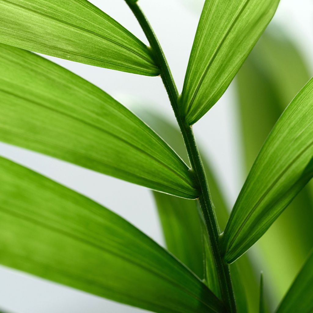Chamaedorea elegans Collinea - Palma della fortuna (semi)