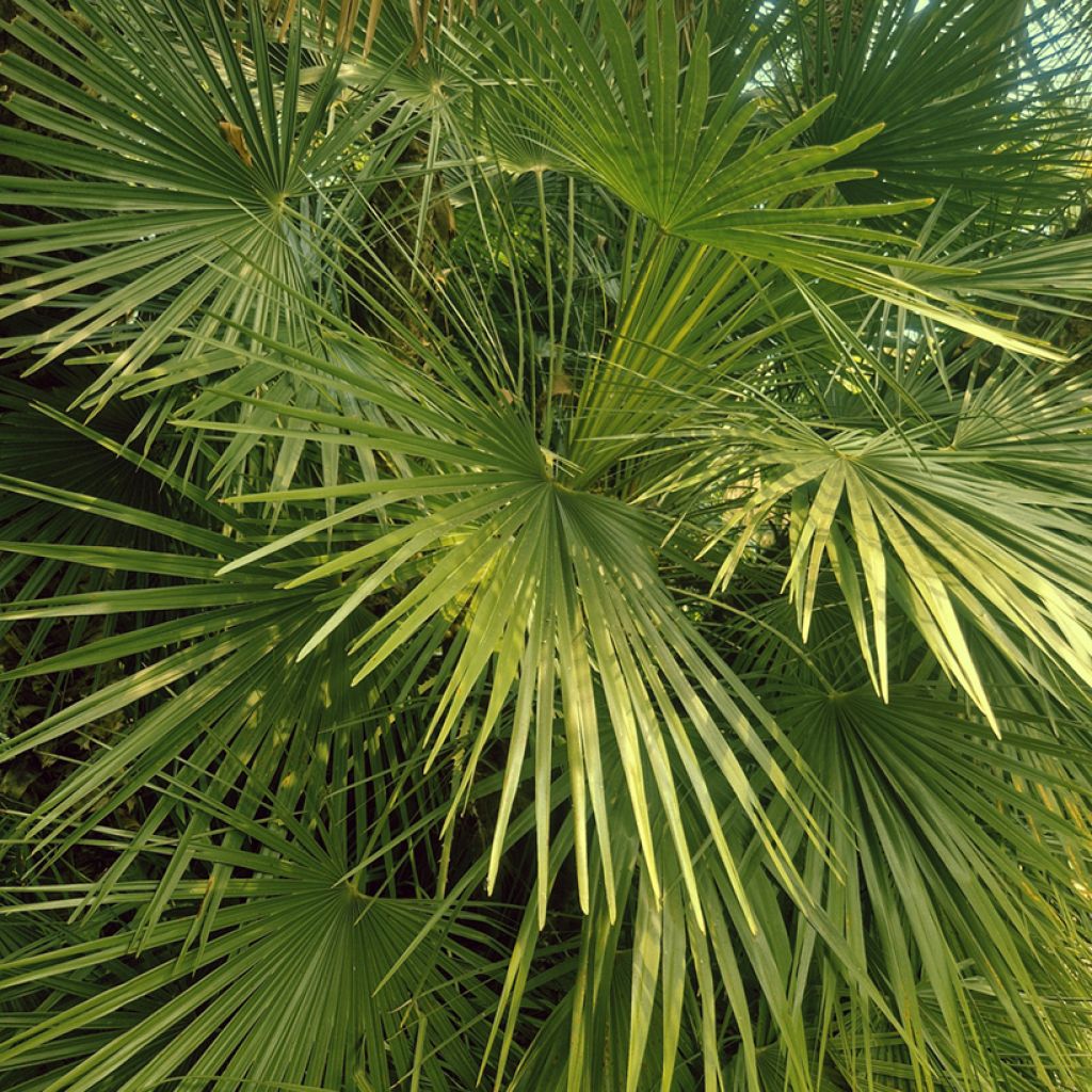 Chamaerops humilis - Palma di San Pietro (semi)