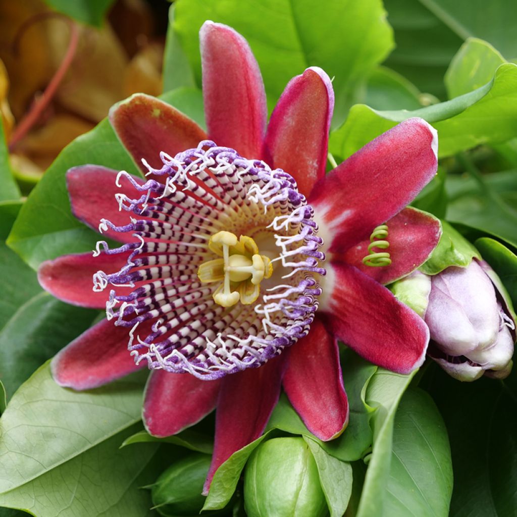 Passiflora quadrangularis - Fiore della passione (semi)