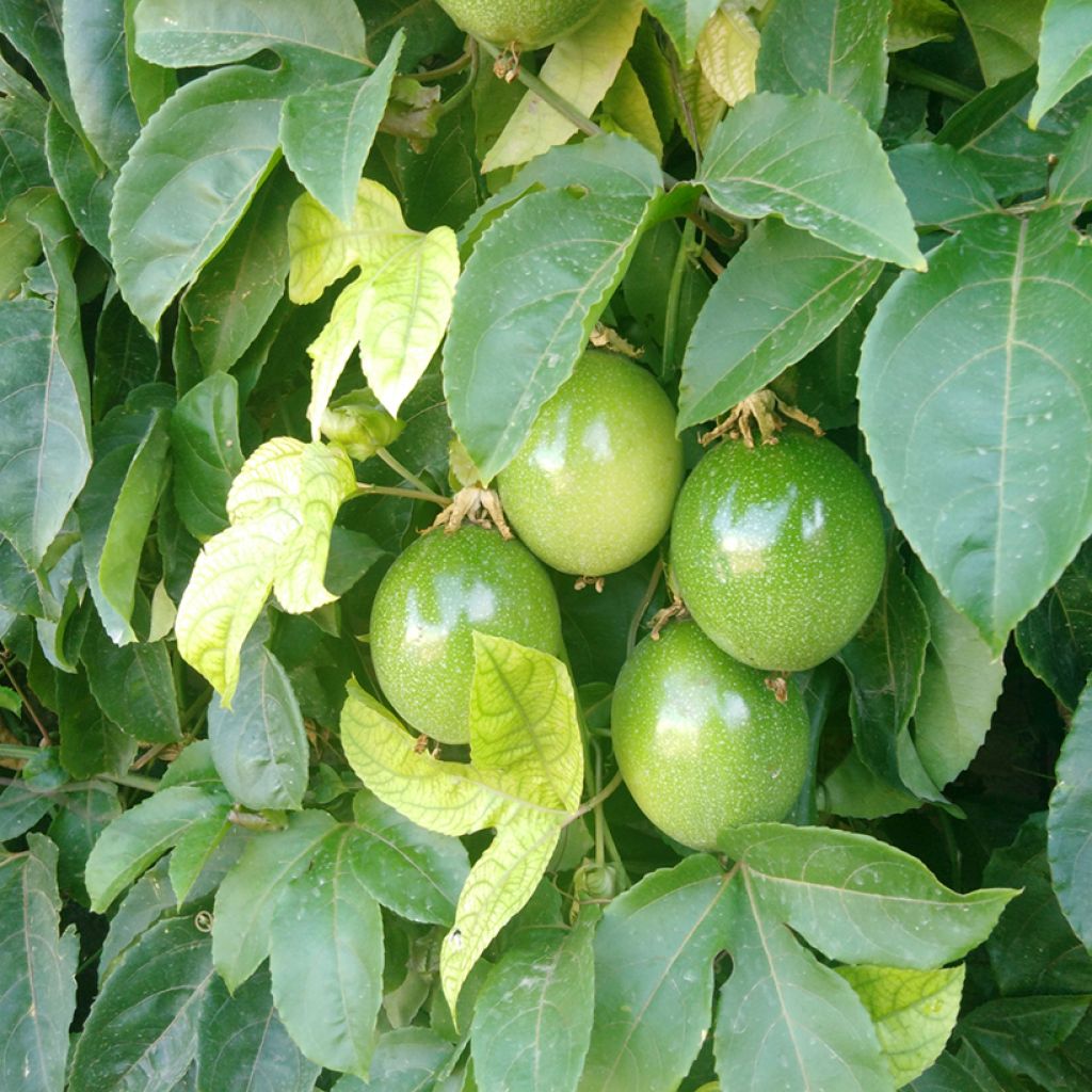 Passiflora quadrangularis - Fiore della passione (semi)