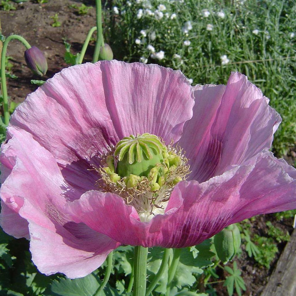 Papaver somniferum nigrum - Papavero domestico