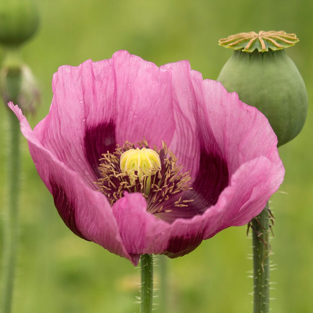 Papaver somniferum nigrum - Papavero domestico