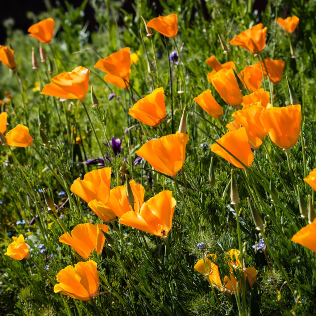 Eschscholzia Orange King - Papavero della California