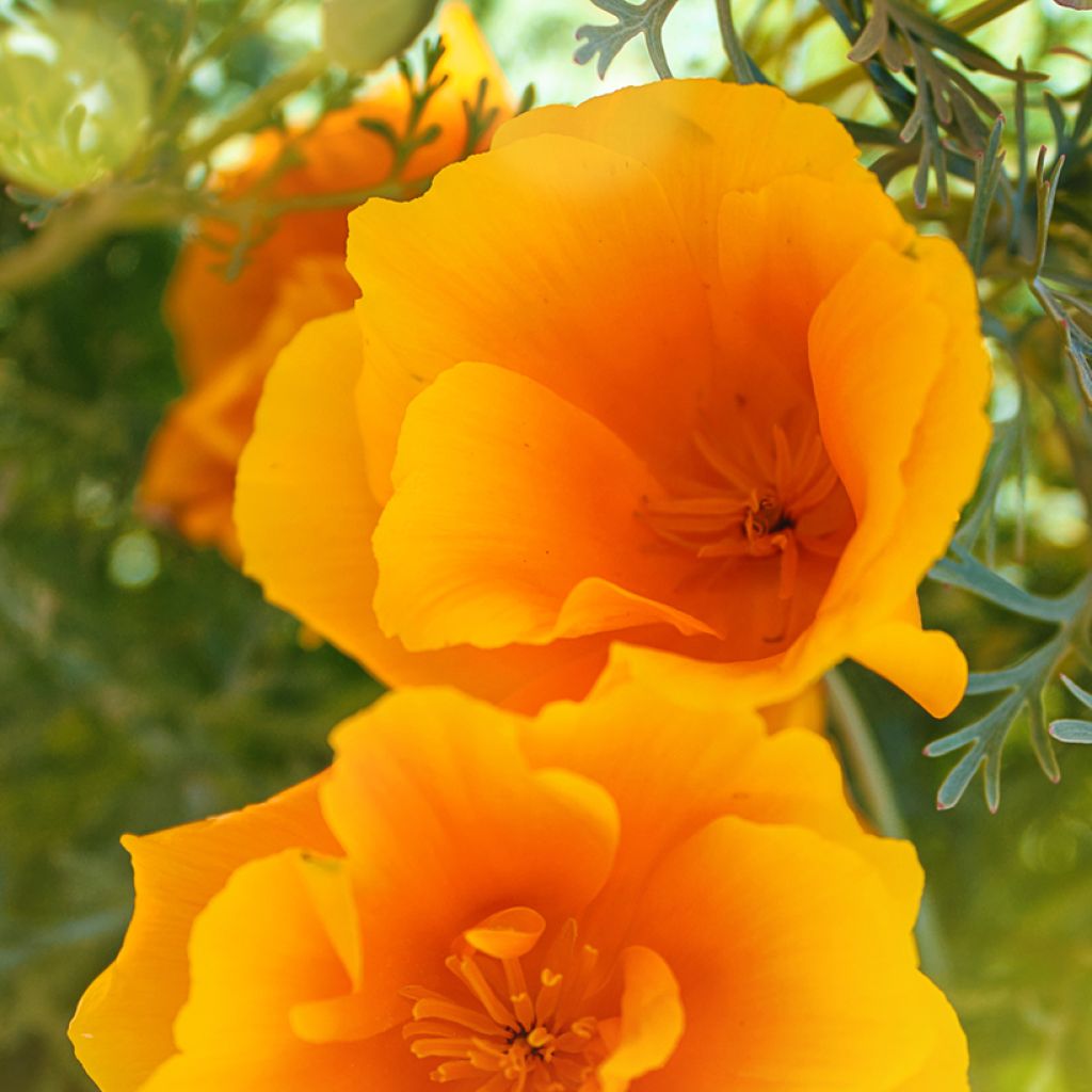 Eschscholzia Orange King - Papavero della California