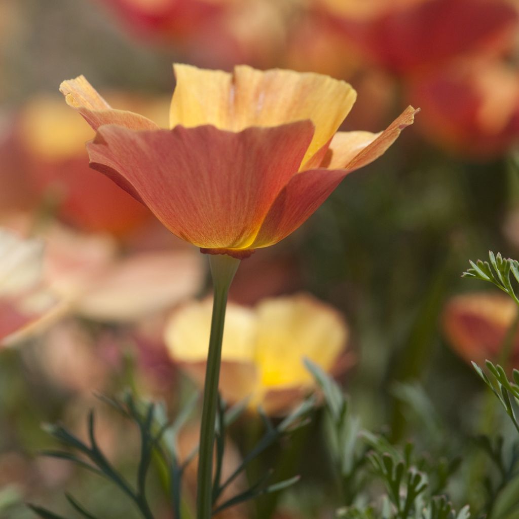 Eschscholzia Thai Silk Apricot Chiffon - Papavero della California