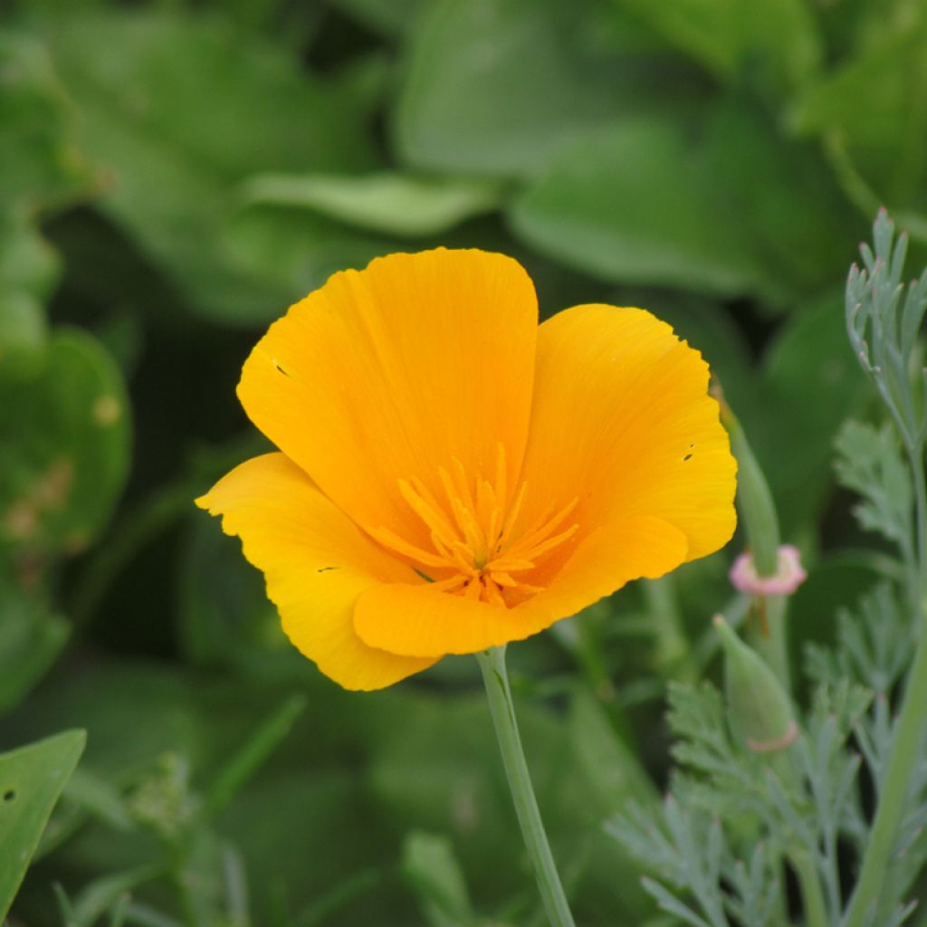 Eschscholzia aurantiaca orange BIO (semi) - Papavero della California