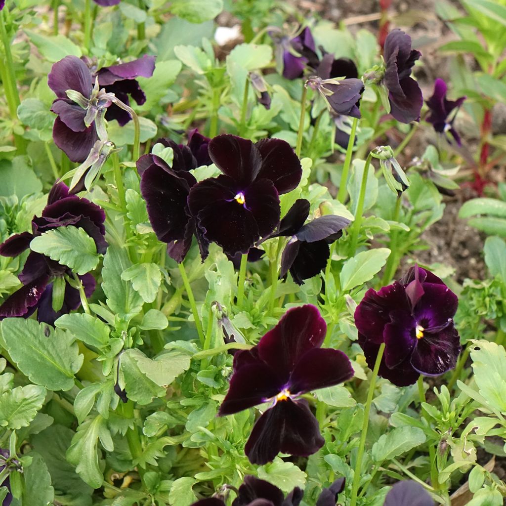 Viola Black Cristal