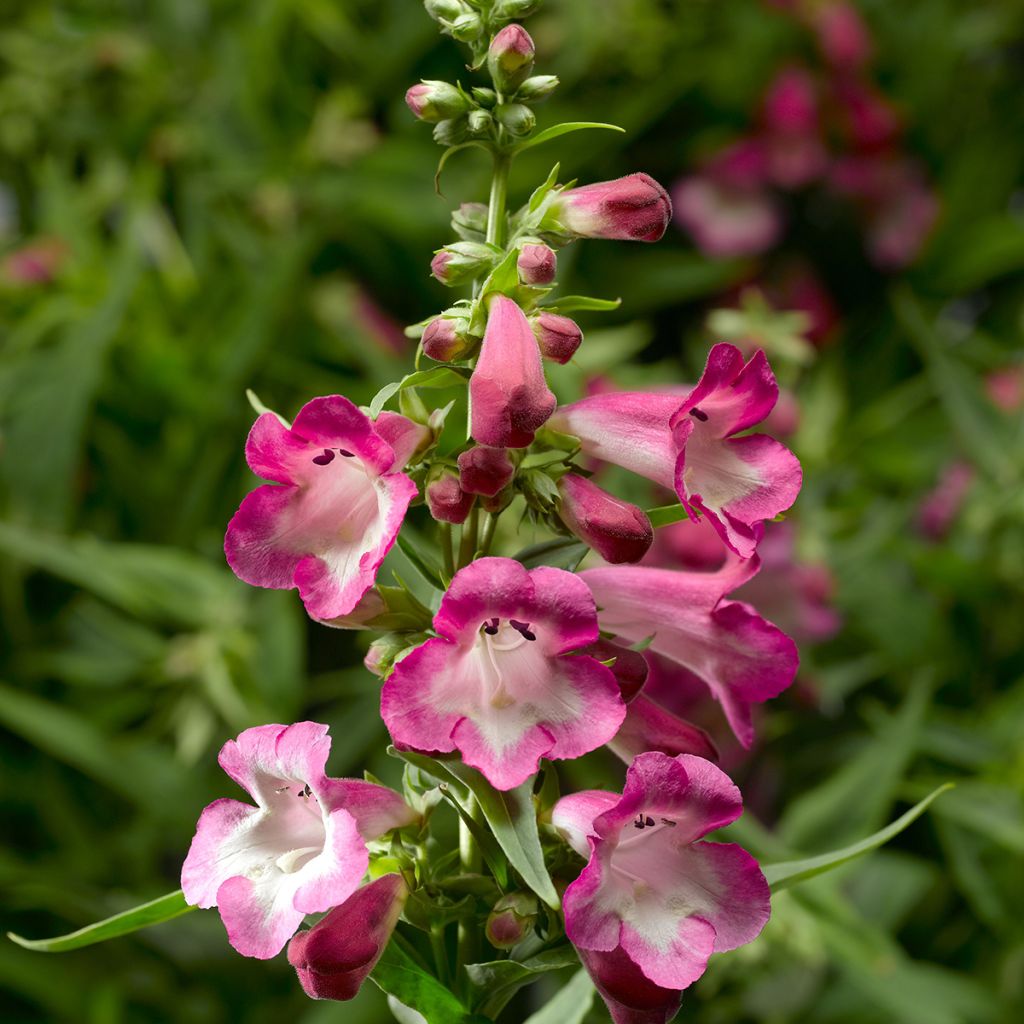 Penstemon hartwegii Arabesque Orchid (semi)