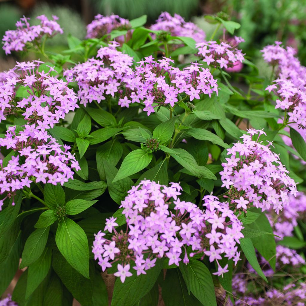 Pentas Northern Lights Lavender (semi) - Stella egiziana