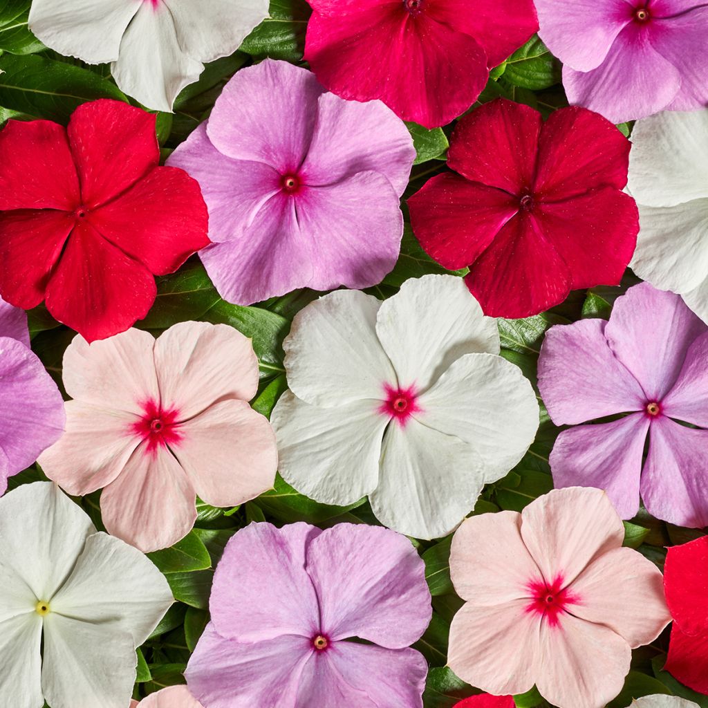 Catharanthus roseus Volcano mix (semi) - Pervinca del Madagascar