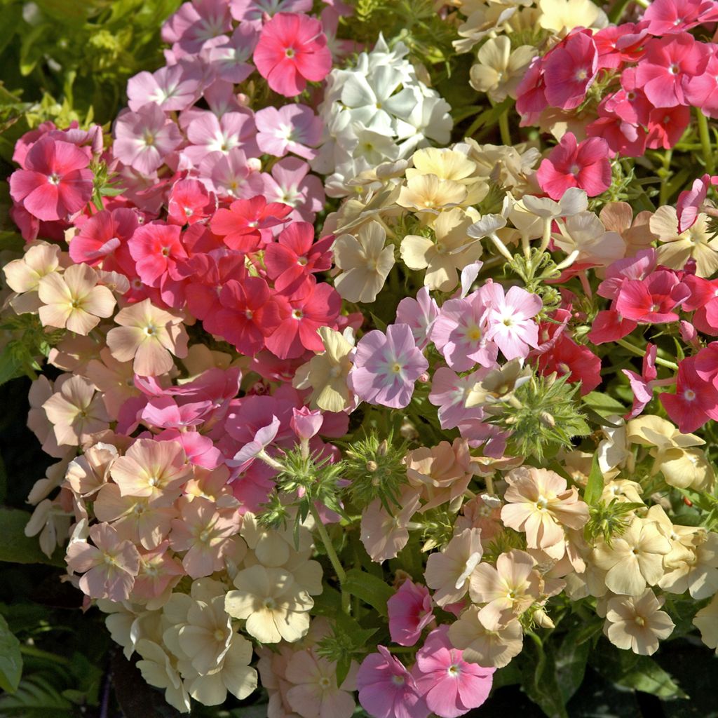 Phlox drummondii Beauty Coral Reef (semi)