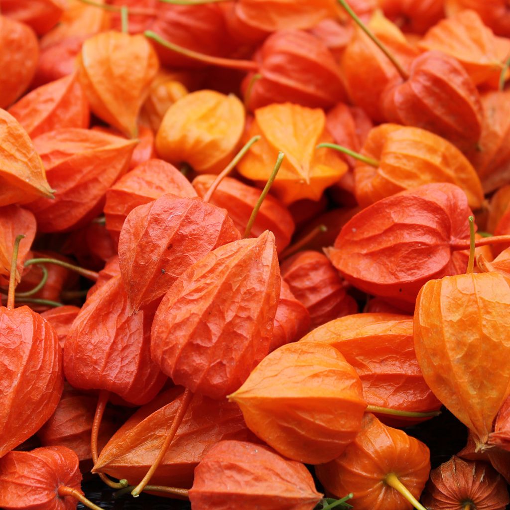 Physalis alkekengi var. franchetii - Alchechengio