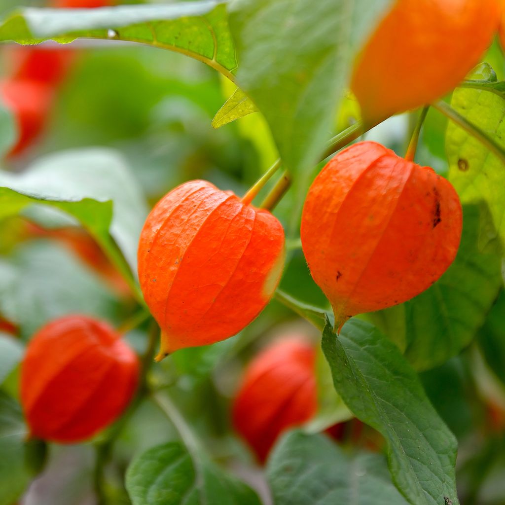 Physalis alkekengi var. franchetii - Alchechengio
