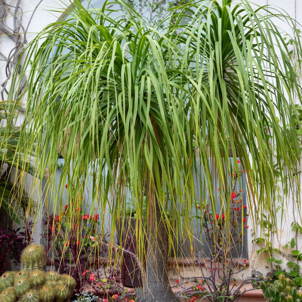 Beaucarnea recurvata - Pianta mangiafumo (semi)