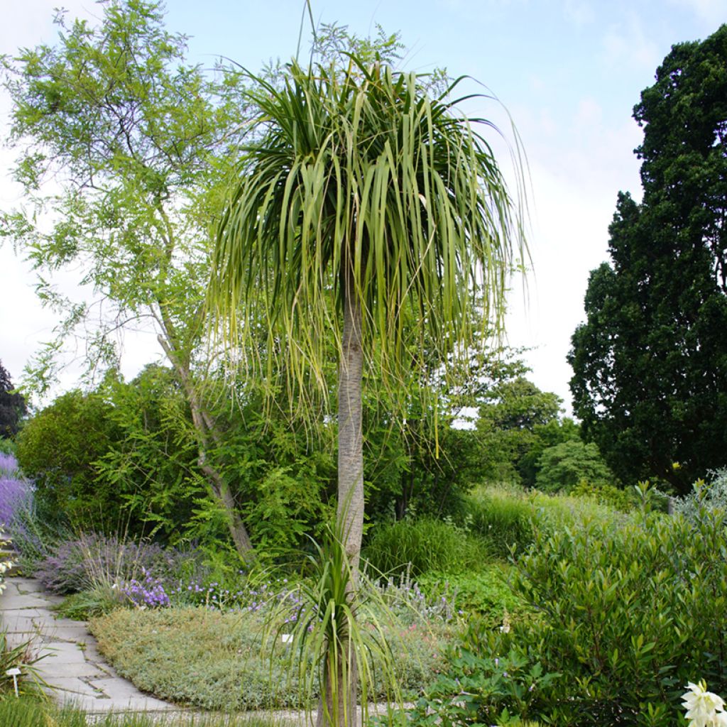 Beaucarnea recurvata - Pianta mangiafumo (semi)