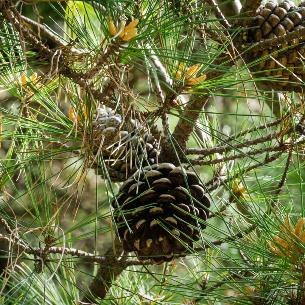 Pinus pinea - Pino domestico (semi)