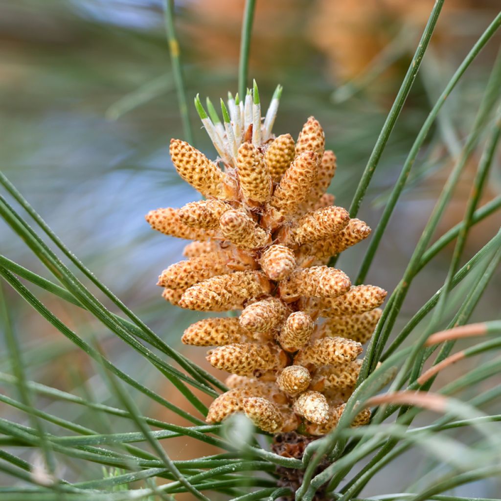 Pinus pinea - Pino domestico (semi)