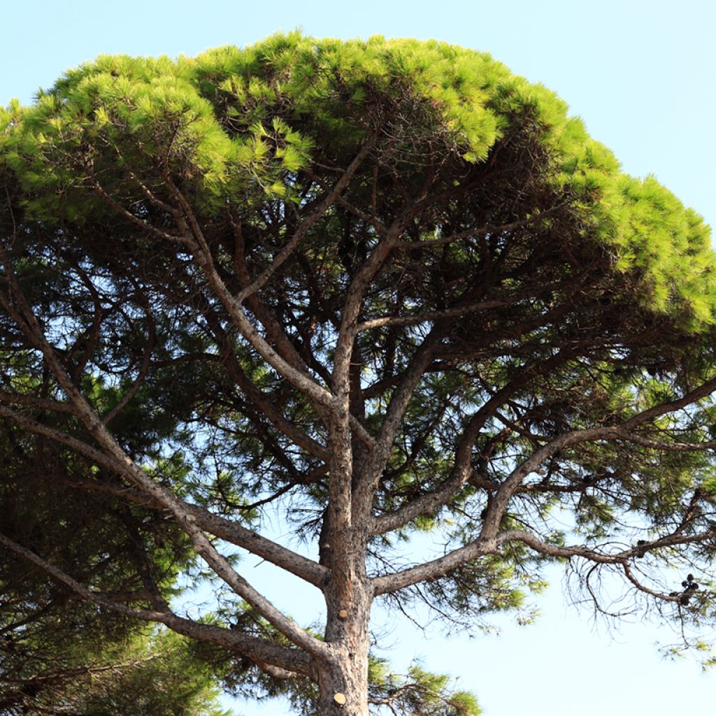 Pinus pinea - Pino domestico (semi)