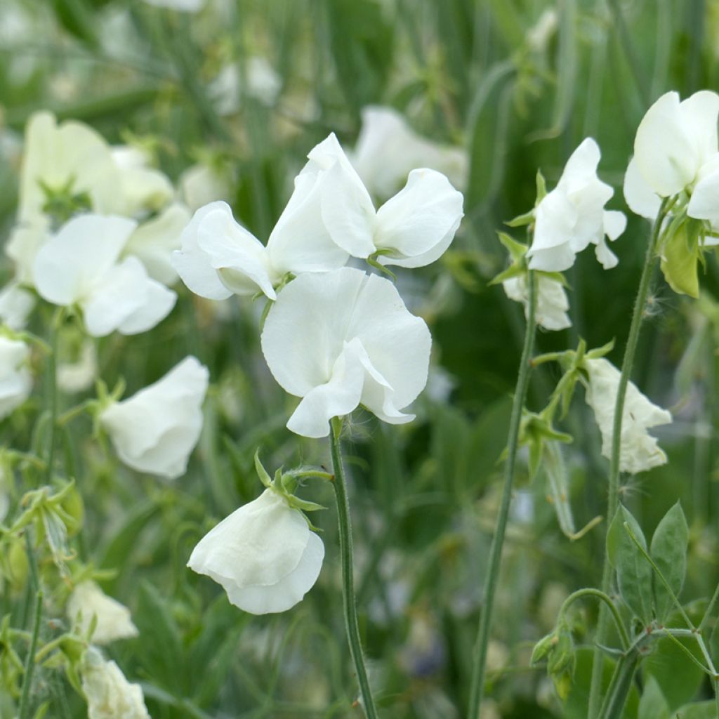 Pisello odoroso Spring Sunshine White (semi) - Lathyrus odoratus 
