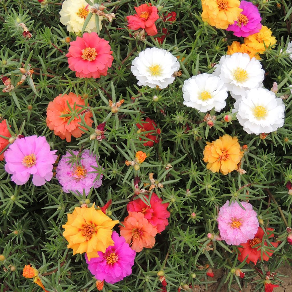 Portulaca grandiflora extra double Mix (semi)
