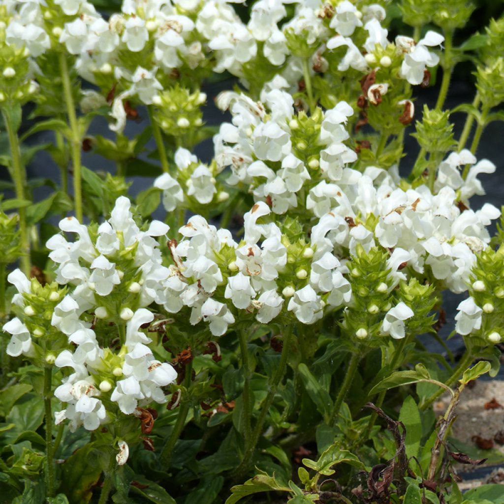 Prunella grandiflora Alba (semi)