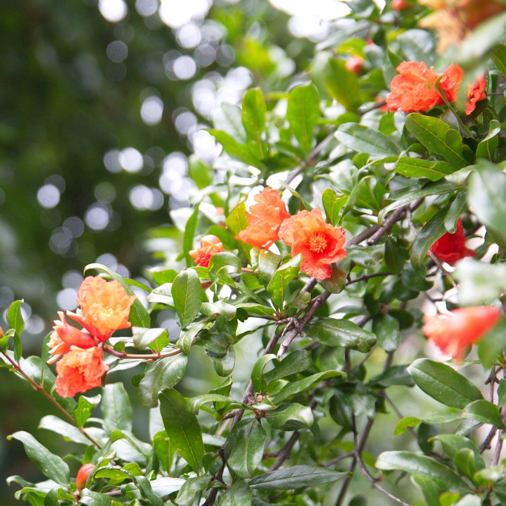 Melograno (semi) - Punica granatum