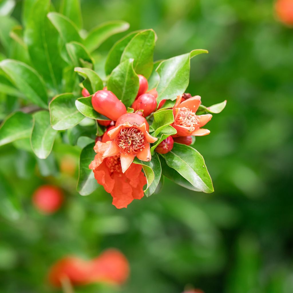 Melograno (semi) - Punica granatum