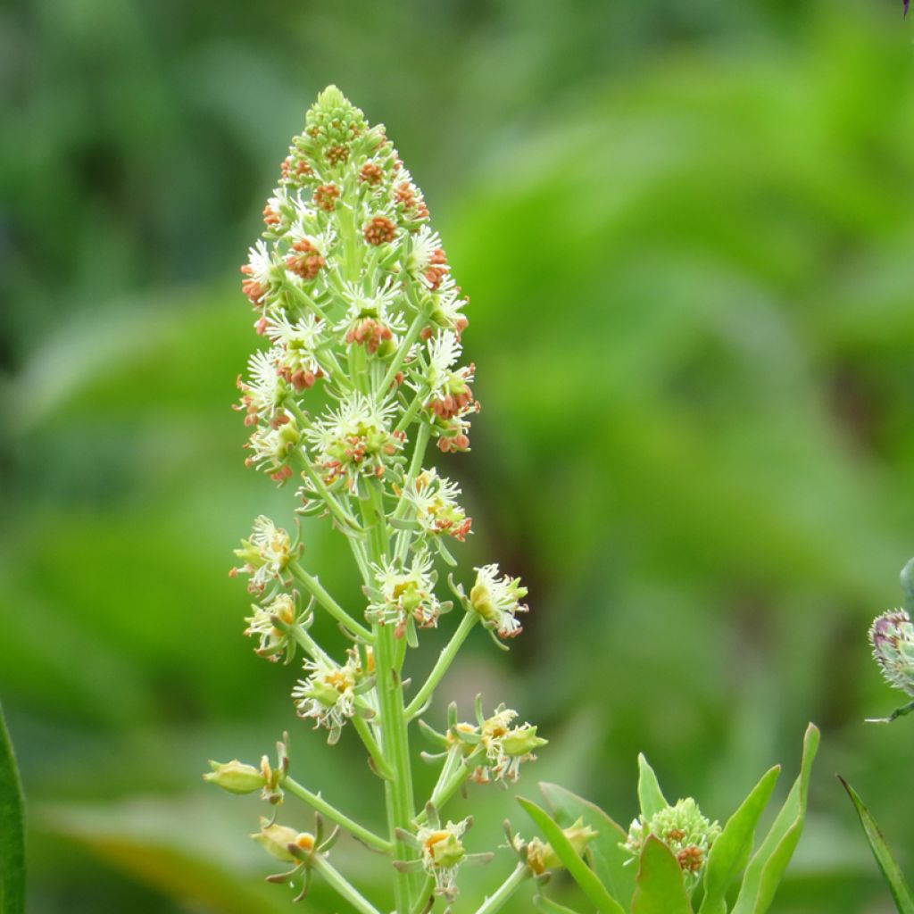 Reseda odorate Grandiflora (semi) - Amorino