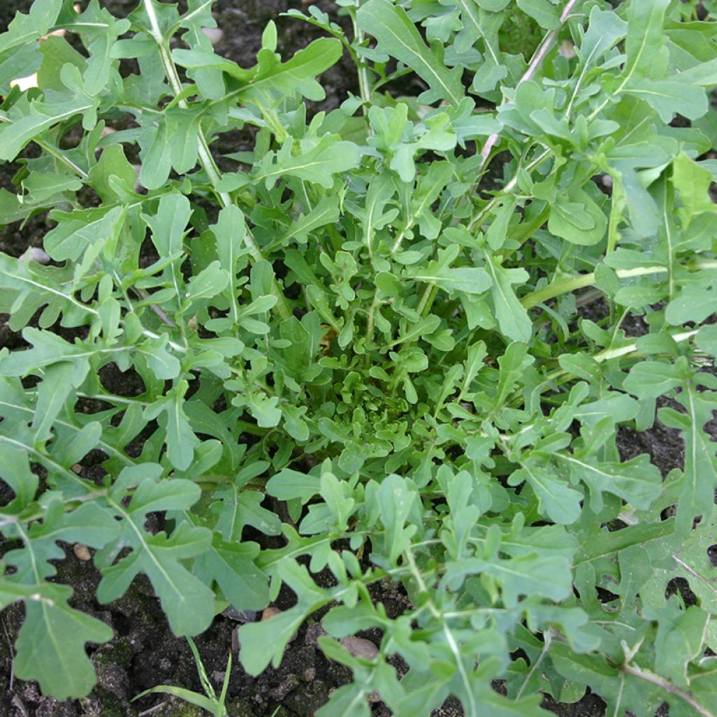 Rucola violacea Esmée BIO
