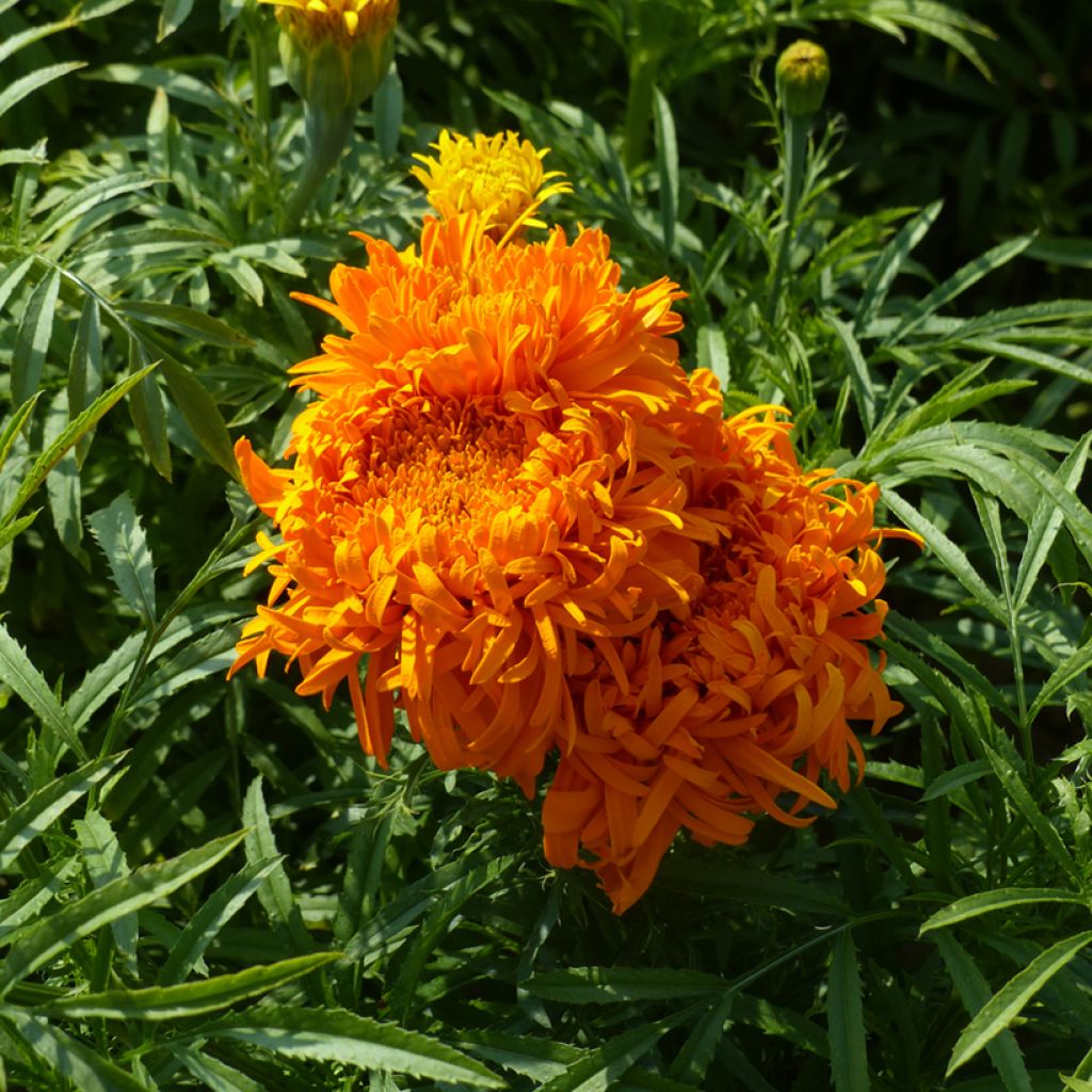 Tagetes erecta Fantastic Orange (semi) - Tagete eretta