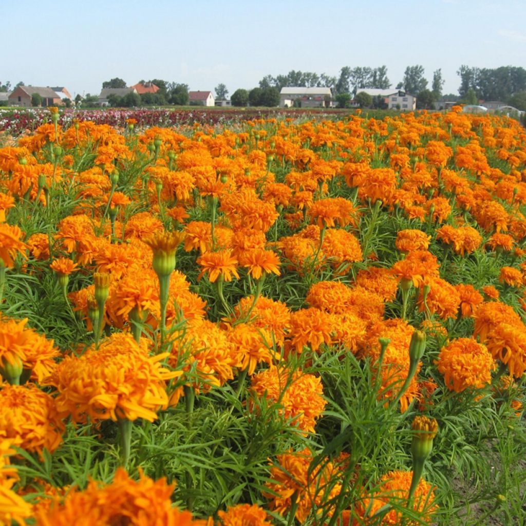 Tagetes erecta Fantastic Orange (semi) - Tagete eretta