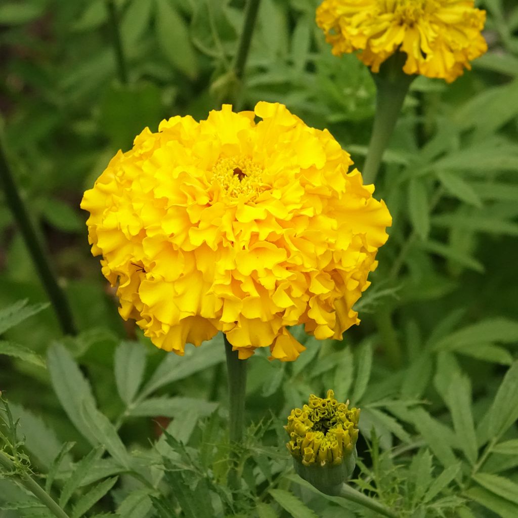 Tagetes erecta Lemon Mum