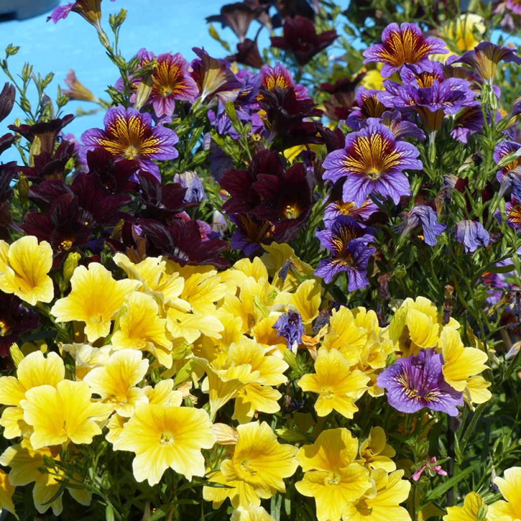 Salpiglossis sinuata Royale F1 Mix