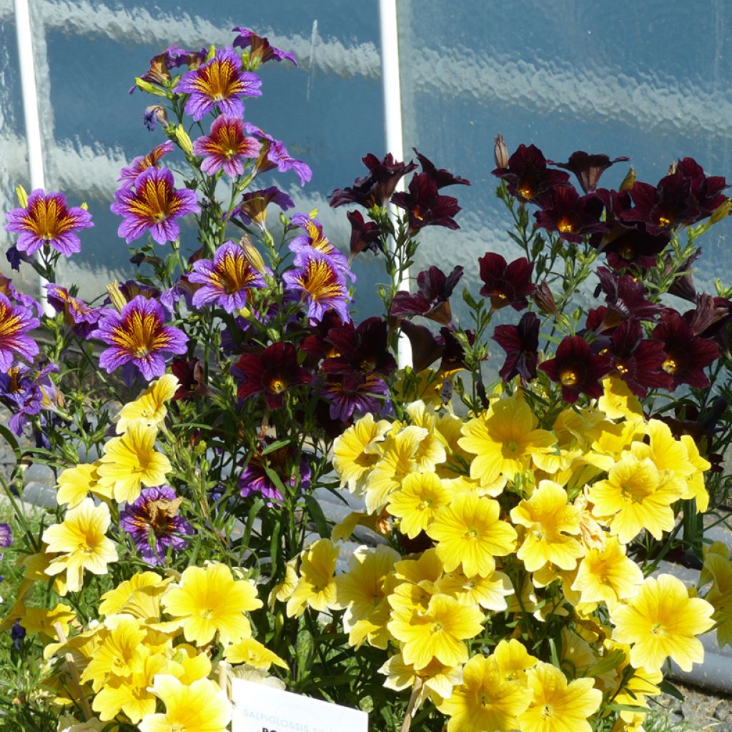 Salpiglossis sinuata Royale F1 Mix