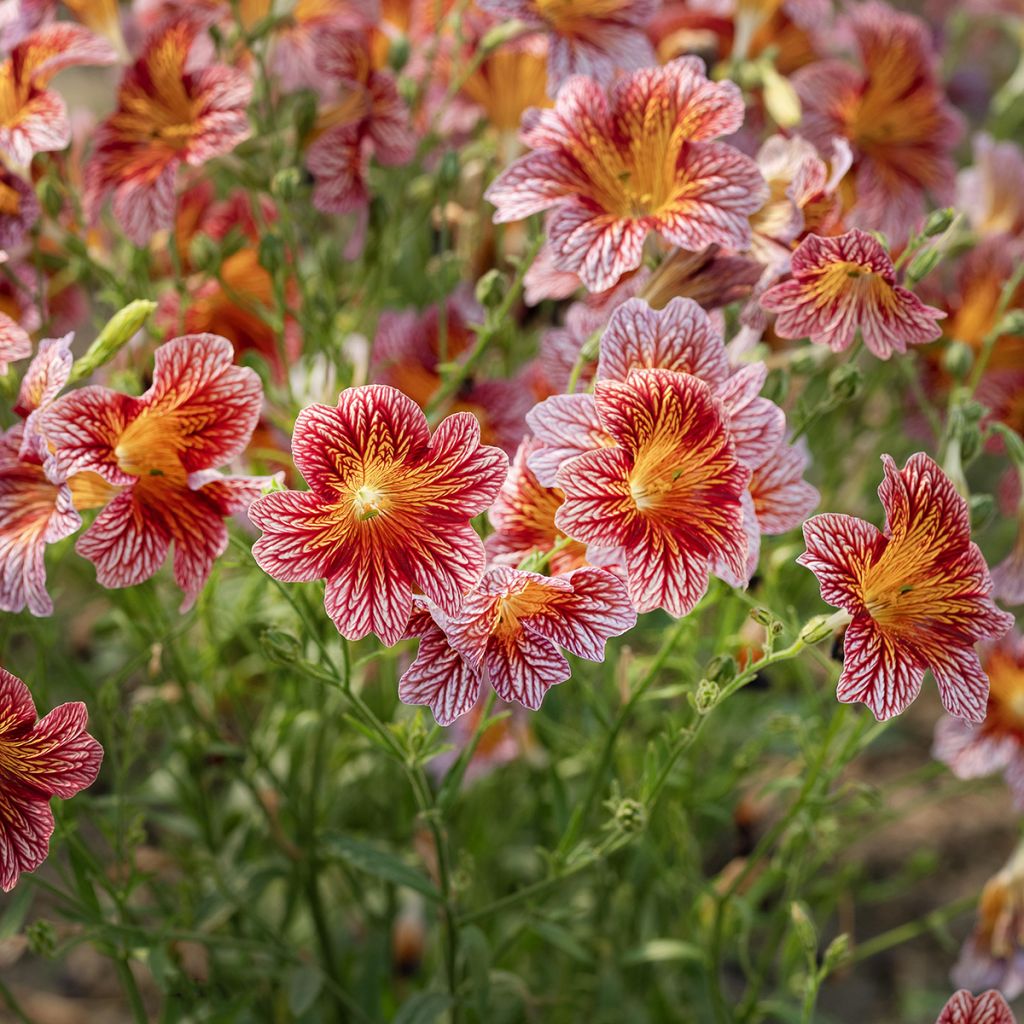 Salpiglossis sinuata Tora Red (Semi rivestiti)