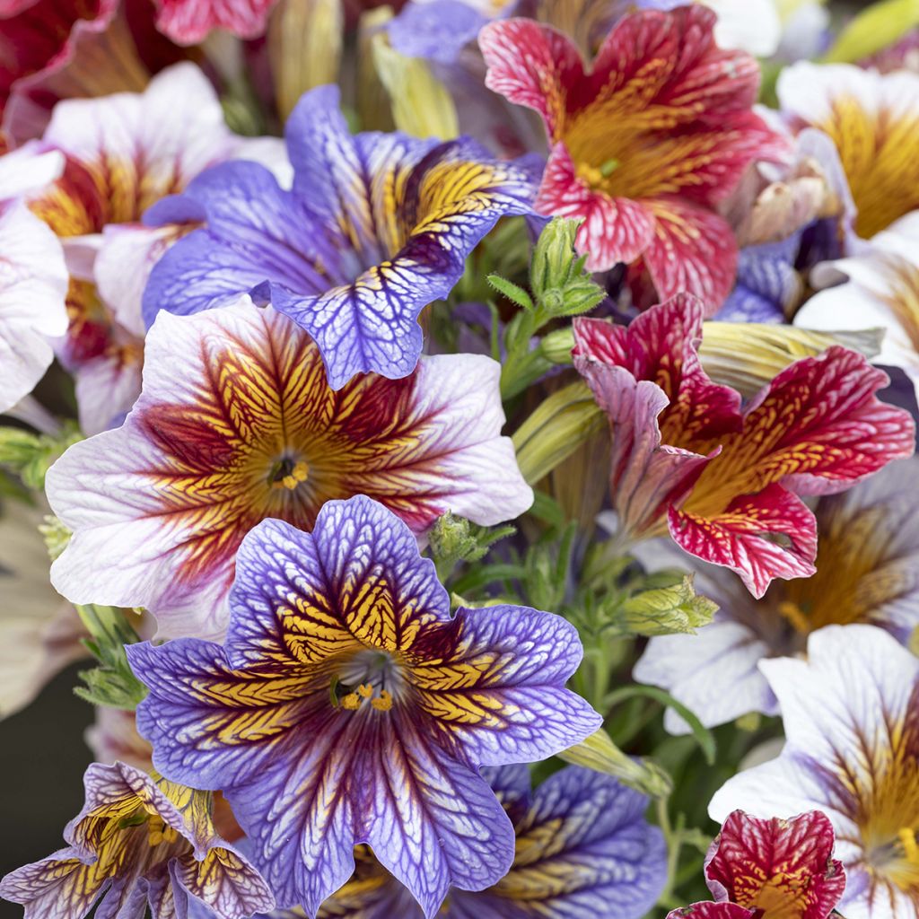 Salpiglossis sinuata Tora Staring Eyes (Semi rivestiti)