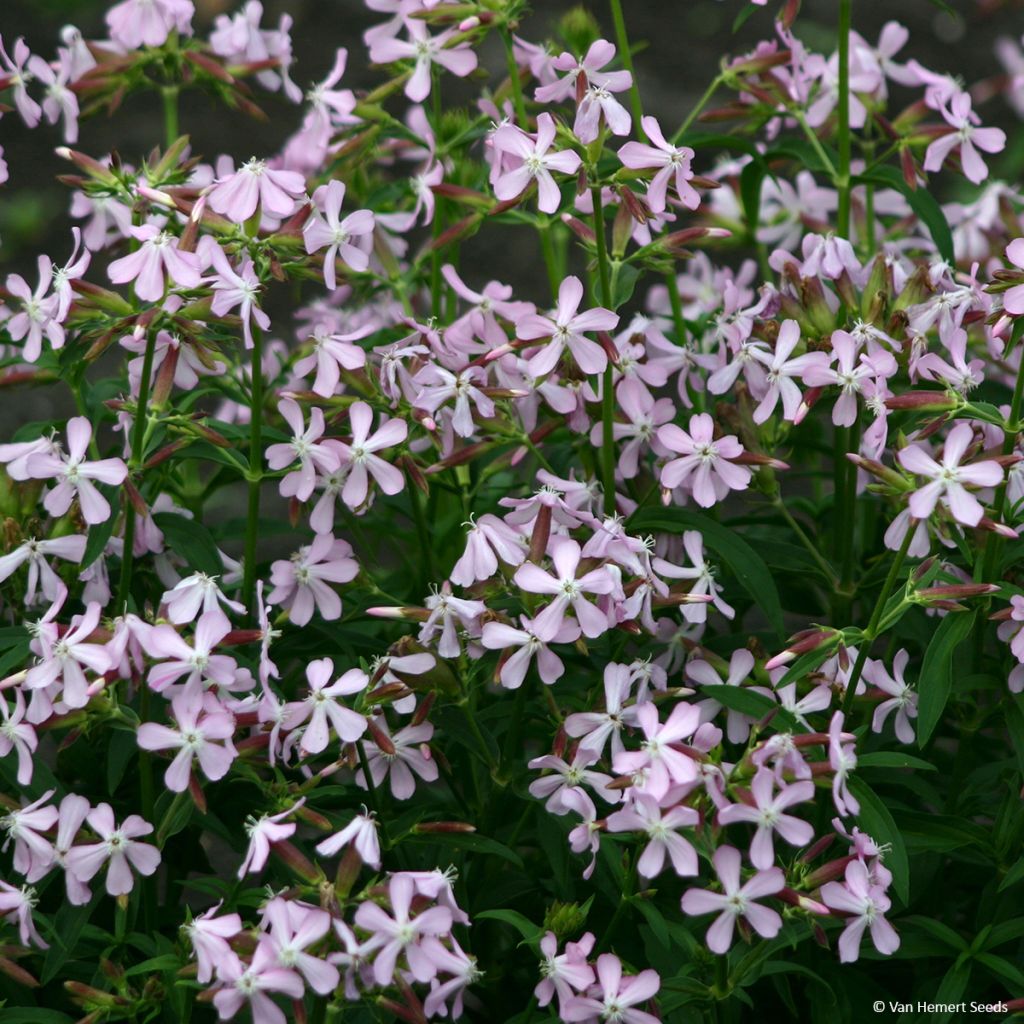Saponaria ocymoides (semi) - Saponaria rossa