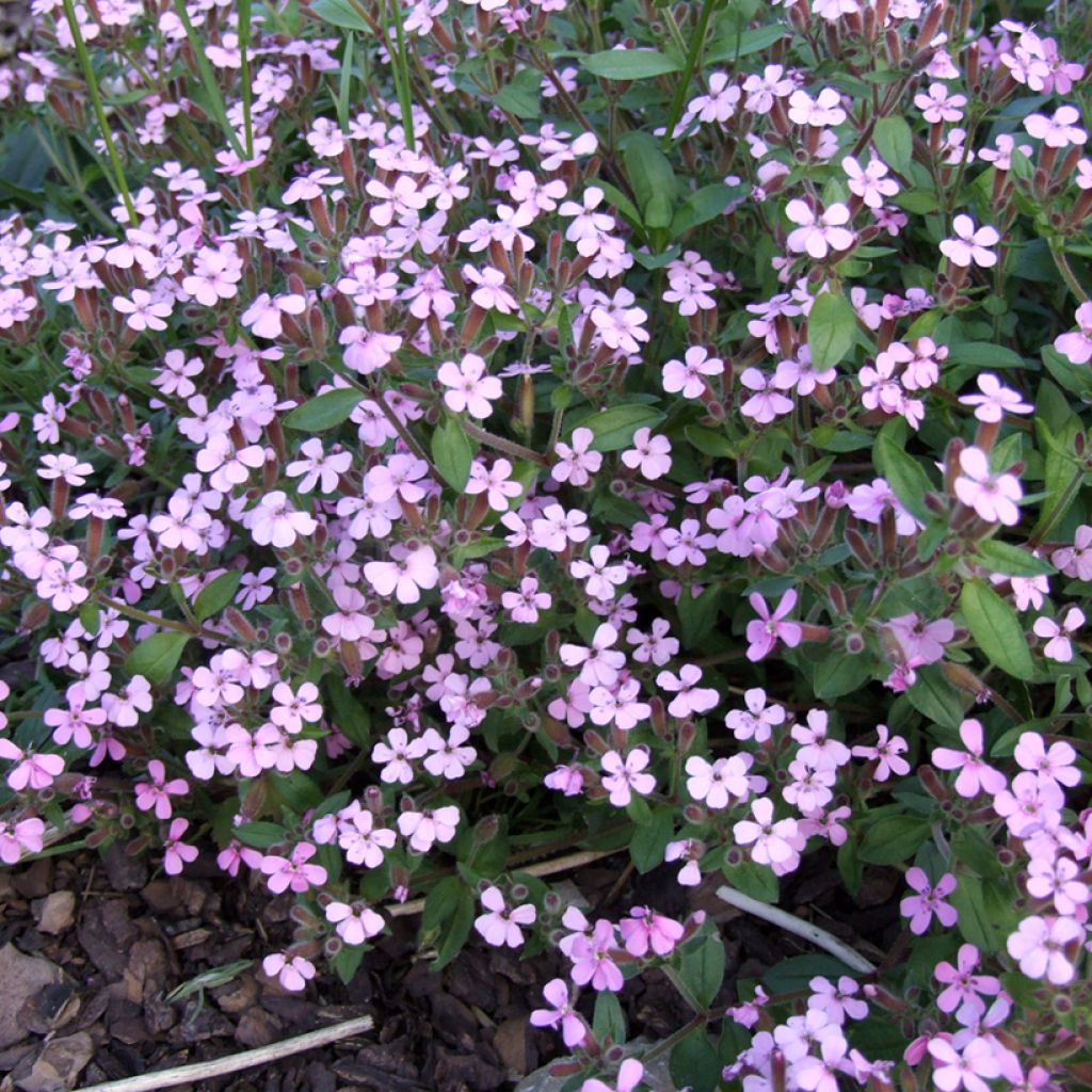 Saponaria ocymoides (semi) - Saponaria rossa