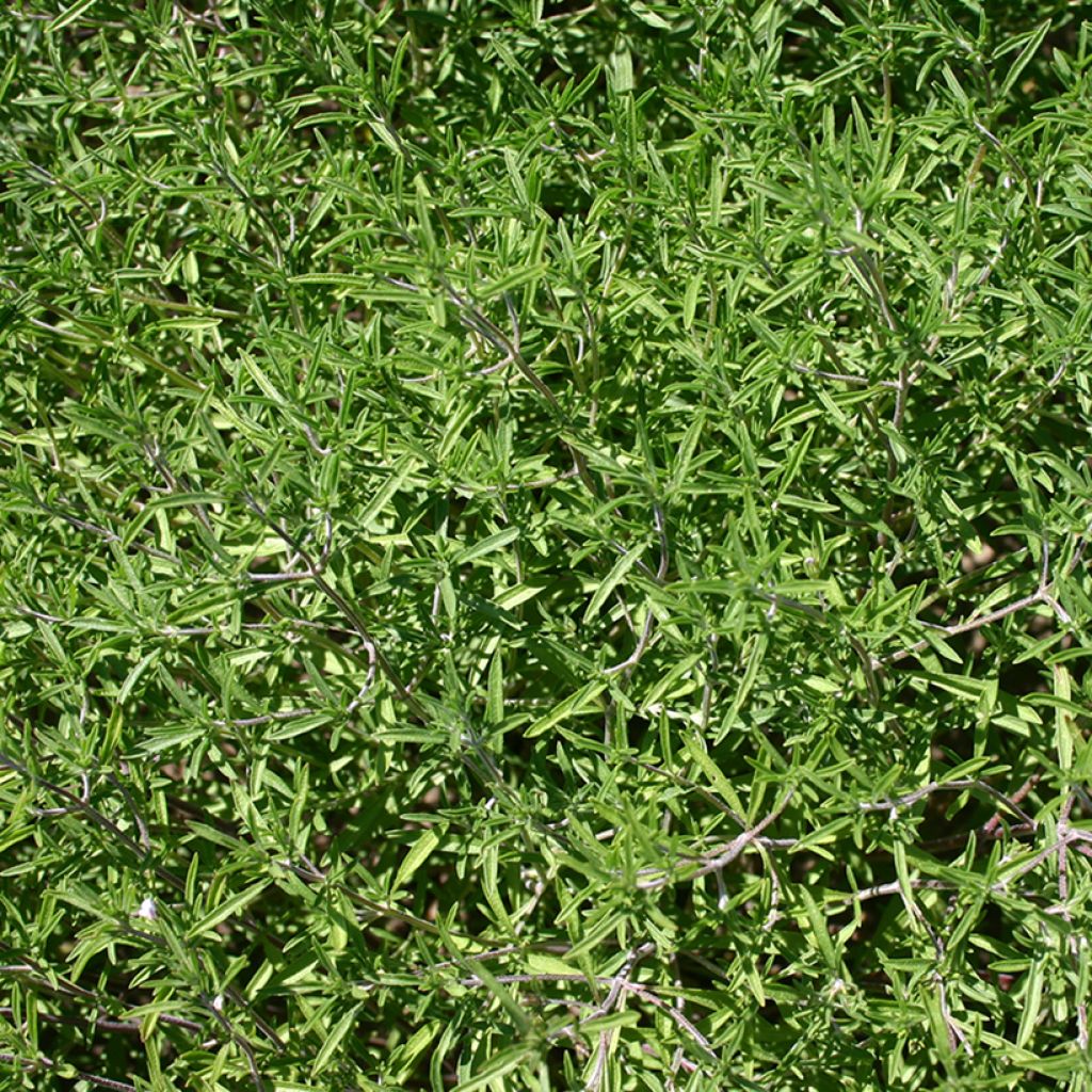 Santoreggia domestica BIO