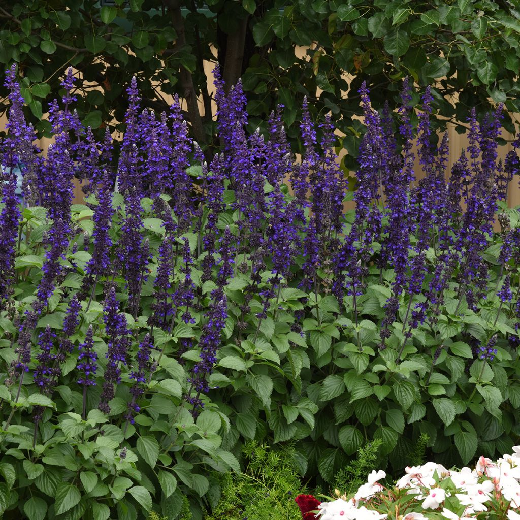 Salvia Big Blue (semi)