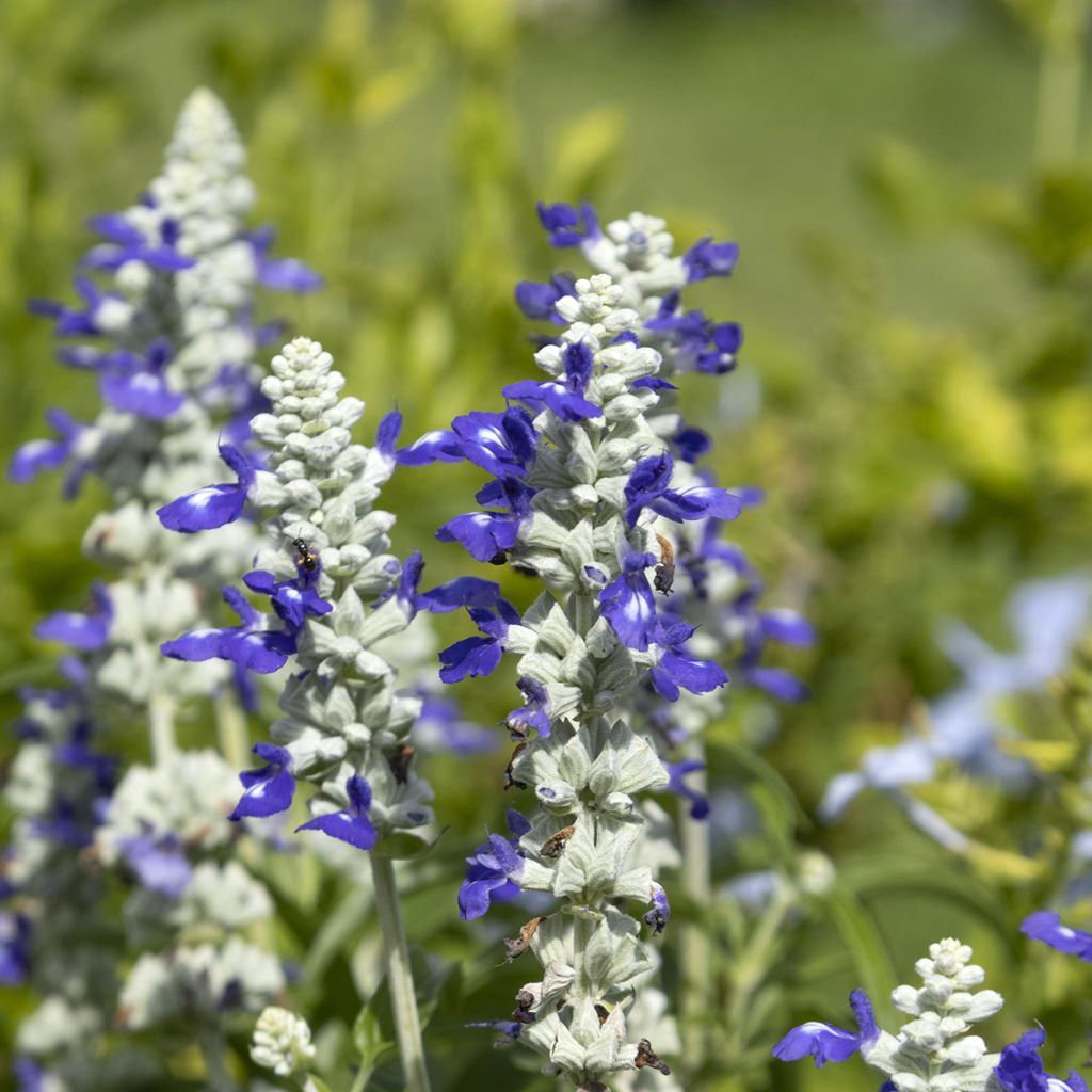 Salvia farinacea Strata Blue and White