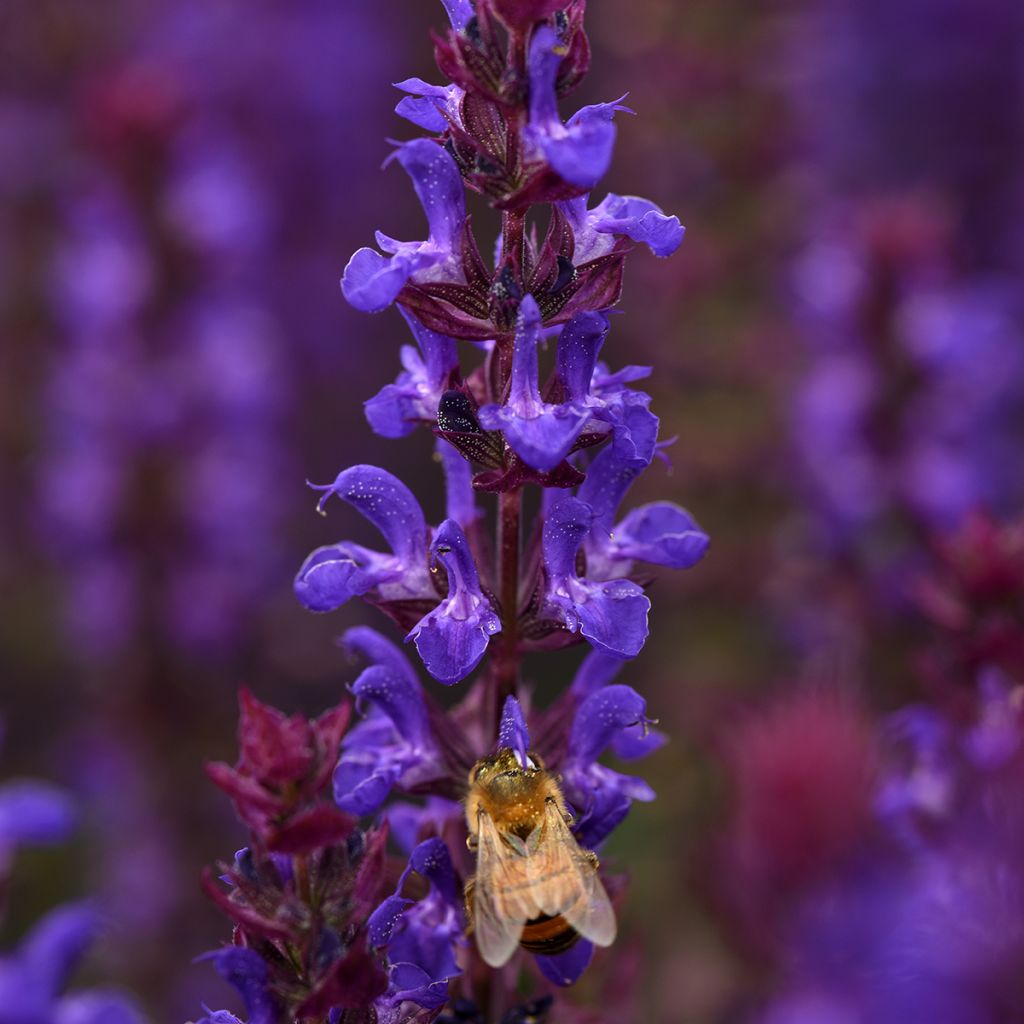Salvia nemorosa Salvatore Blue (semi)