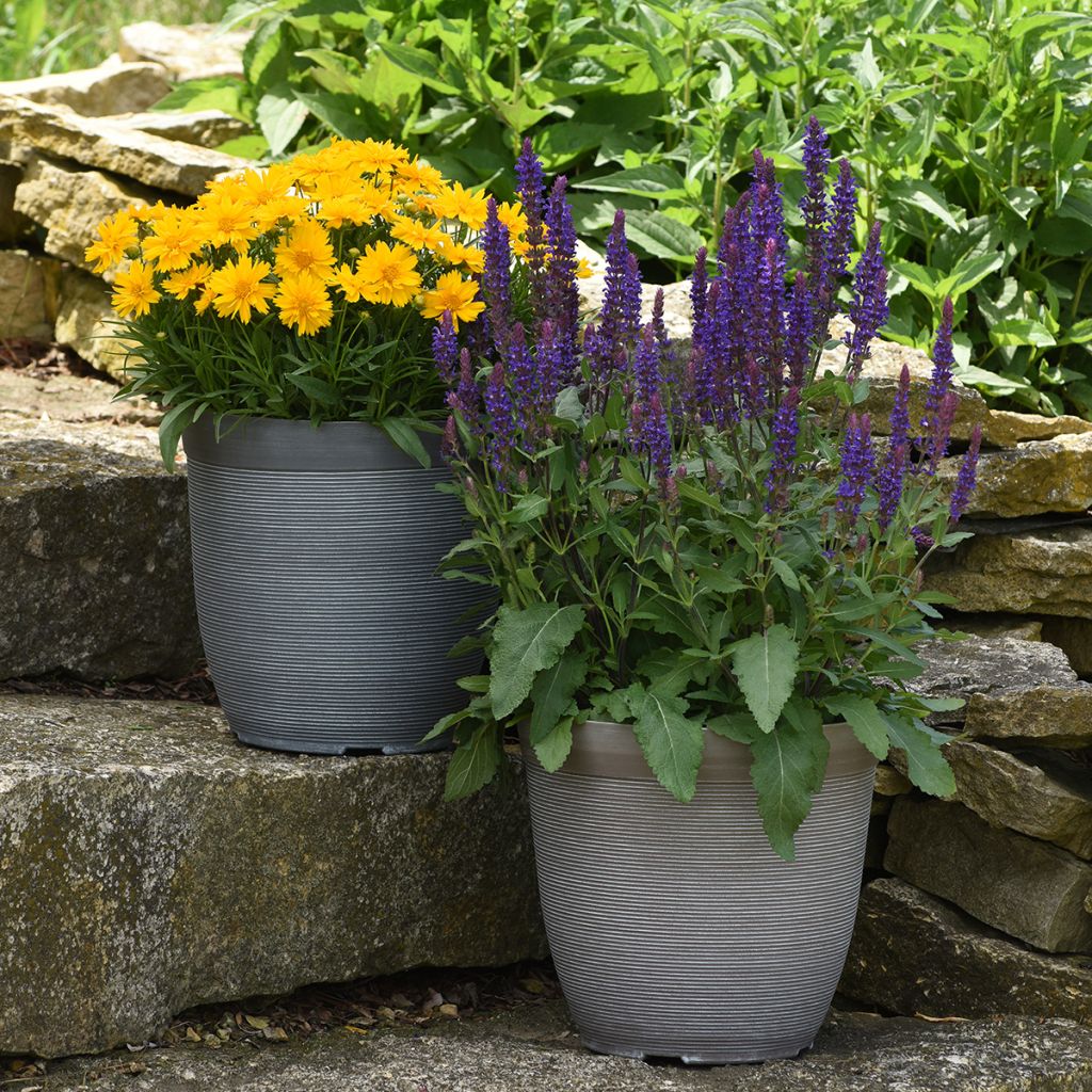 Salvia nemorosa Salvatore Blue (semi)