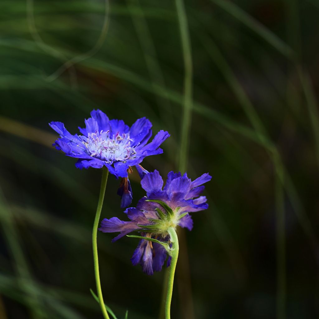 Scabiosa caucasica Fama Deep Blue (semi)